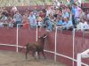 Foto relacionada con: La Feria 2009 da a da (jueves 6 de agosto)